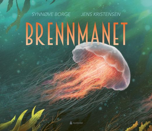 Brennmanet: cyanea capillata