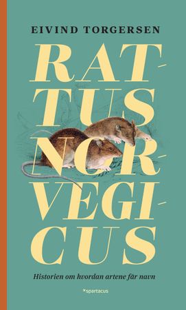 Rattus norvegicus