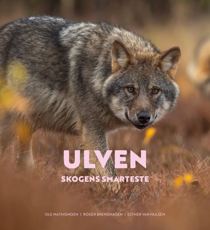 Ulven